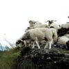 पोखरामा दसैँका लागि भेडाच्याङग्रा बिक्री गर्न हाटबजार सञ्चालन