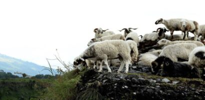 पोखरामा दसैँका लागि भेडाच्याङग्रा बिक्री गर्न हाटबजार सञ्चालन